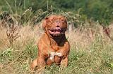 DOGUE DE BORDEAUX 453